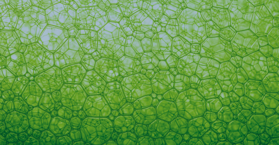 green bubbles in plant