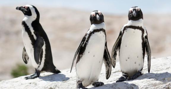 3 penguins in the outdoor sun