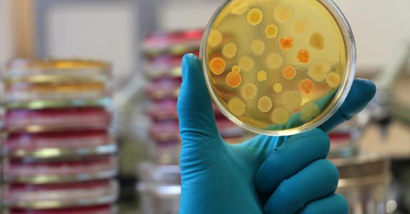 Gloved hand of laboratory technician holding a petri dish. Blurred petri plates stacks forms lab background.
