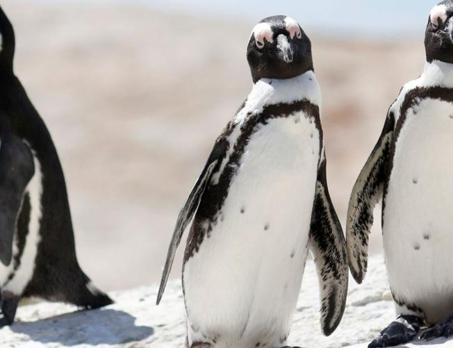 Linux Programming and Administration