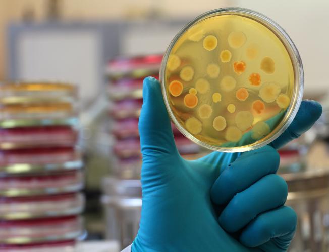 Gloved hand of laboratory technician holding a petri dish. Blurred petri plates stacks forms lab background.