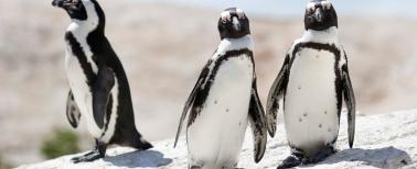 Linux Programming and Administration